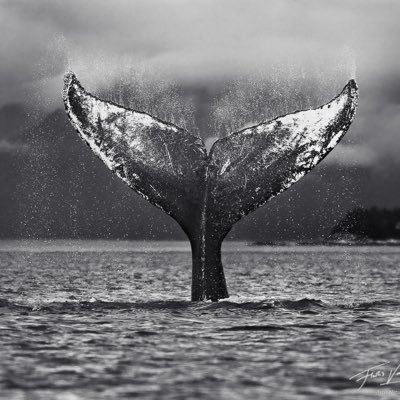 JasMarriott's profile picture. The views and opinions I express are my own.