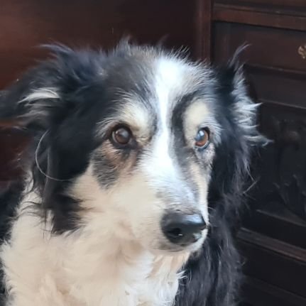 Splatsoft's profile picture. General fixer of things, mostly techie. Pro-EU+, because in order for my kids to have a future we must co-operate on a global level. ⭐💙