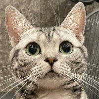 中土智博(めんま🐈⬛さうな🐈あろま🐈) (@remark_spirits) 's Twitter Profile