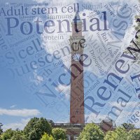 Stem Cells and disease (@stemcellbham) 's Twitter Profile Photo