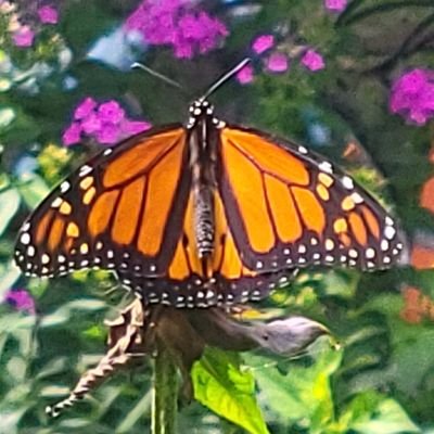 momma_flutter Profile Picture