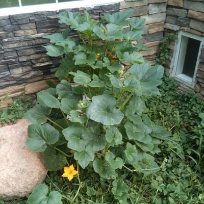 jimmmyessbee's profile picture. Likes hats with lights and identifies as a Hufflepuff but sometimes a porcupine.