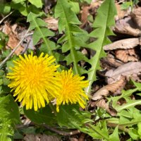 ぺ@取引用 (@perimaruru) 's Twitter Profile