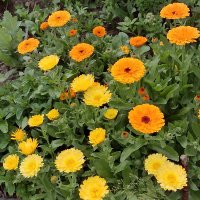 Stefan Hempel (@stefanecologist) 's Twitter Profile