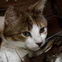 Misty Miller - @mi39380139 - Twitter