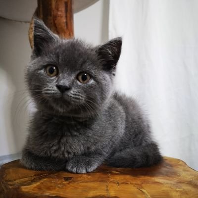 shenSava's profile picture. Filmin sonunda hepimiz ölüyoruz...