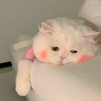 dxtmxiw (@jigsawmw) 's Twitter Profile