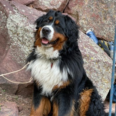Its_Stanley_Dog's profile picture. I am a Bernese Mountain dog that likes naps and belly rubs. I prefer snow days to hot days. I live in Boulder.