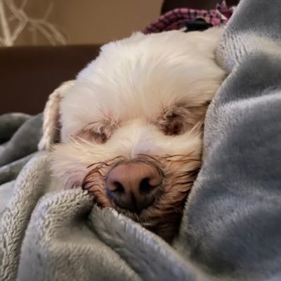 DaisyDoo_12's profile picture. Doggie!!