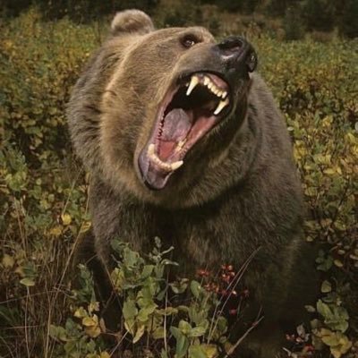🐻Top . On PrEP 🤟🏻 . NO PIC . Sex is my therapy.