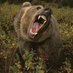 huskyboy (@hornybears3some) Twitter profile photo huskyboy (@hornybears3some) Twitter profile photo