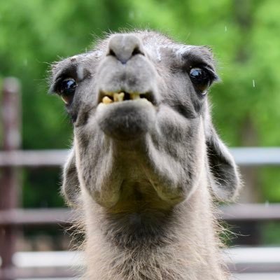 ラマが大好き。 完全趣味垢 NikonD500 JAZA動物園77/89今は関西付近の動物園にいます🐘 ラクダ系統全部好き🐪🐫🦙