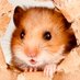 hamham (@hamham12312273) Twitter profile photo hamham (@hamham12312273) Twitter profile photo