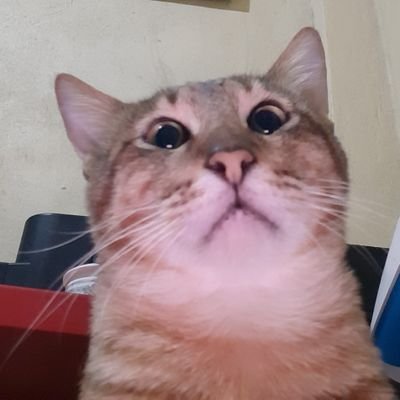 _ahshit_'s profile picture. 👹👹👹