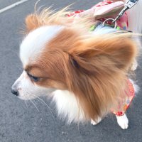 ᕱ⑅ᕱちゃーきちᕱ⑅ᕱ (@nyanpusama) 's Twitter Profile
