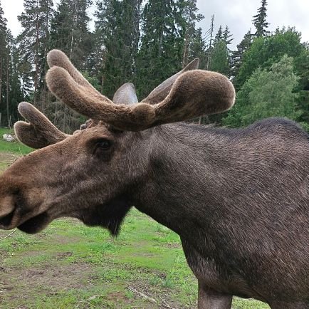 titanomagnetit's profile picture. Lantis som gärna spanar aktier och övervakar det politiska spelet.