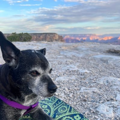 Camilla_Carrera's profile picture. UTEP Athletics Director of Compliance