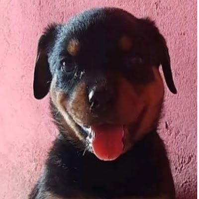 NatanaelNunesD6's profile picture. 