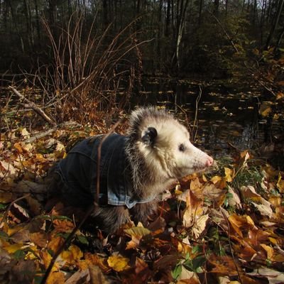 fosfolipaza's profile picture. shitpost, anyway 💫