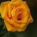 shamsi... (@alshamsi072) Twitter profile photo shamsi... (@alshamsi072) Twitter profile photo
