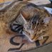 NigelTheBrewCat (@nigelthebrewcat) Twitter profile photo NigelTheBrewCat (@nigelthebrewcat) Twitter profile photo