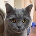 سگ (@cutepersiandog) Twitter profile photo سگ (@cutepersiandog) Twitter profile photo