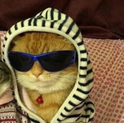 _lhamas's profile picture. gatos e
animal crossing