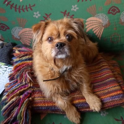 BarkoDonny's profile picture. I am a rescue dog with a new home.