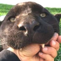 0rnix (@0rnix) 's Twitter Profile