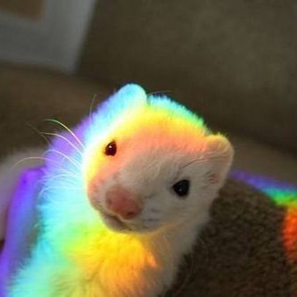 Ferrets posted every hour, on the hour. (most of the time)
All images belong to their original owners.
DMS are open for Submissions/Image Removal