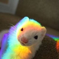 Ferret Every Hour(@FerretPerHour) 's Twitter Profile Photo