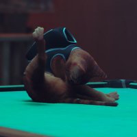 Cats Watching Stray (@catswatchstray) 's Twitter Profile