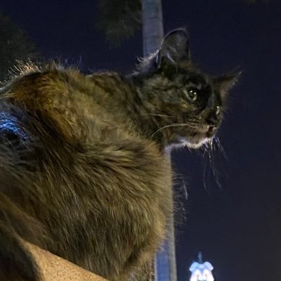 alexviatom's profile picture. 一日にずっと