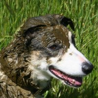 Xrphappy (@xrphappy) 's Twitter Profile
