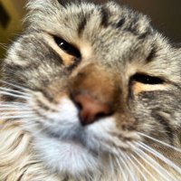 Merc 😼 (@merc_pizza_cat) 's Twitter Profile