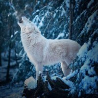 Michael (@michael47172913) 's Twitter Profile