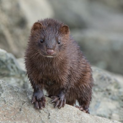 MO Mink, the Water Weasel