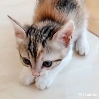 Animal lovers (@princeteto52) 's Twitter Profile