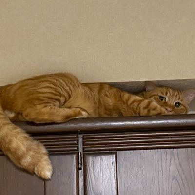 とらじろう(茶トラ)とあずき(サビ猫)保護猫兄妹の日常 どら焼き猫 誕生日2020年9月 2022/07/14〜 They are adopted cat, and have been living in my house since July 14th, 2022.