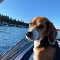 BayshoreBeagle (@bayshore_beagle) 's Twitter Profile Photo BayshoreBeagle (@bayshore_beagle) 's Twitter Profile Photo