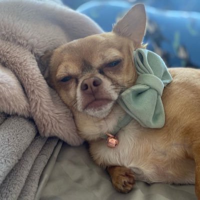 yoga teacher, reiki, baseball, hockey, pilates, books, silent films, rescue animals #KHive