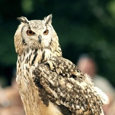 grande lectrice, amoureuse de la France,✝ de sa civilisation, de son passé, avec passion,  J'aime les animaux, la nature,  le rire, la joie, l'amitié, no MP svp