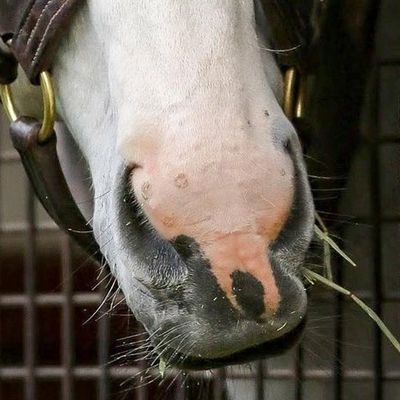 お馬さん大好き🥕🍎