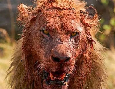 Dkdk940191381's profile picture. #content,no other mf B's