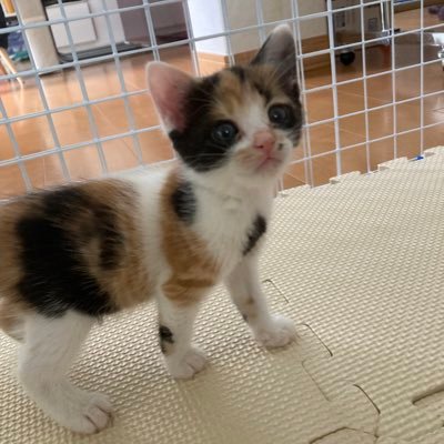 保護猫が8匹、チワワ1匹、夫、子どもの大家族です。その他にも、釣りやバイク、野球観戦(楽天)などの趣味もあります。音大卒の、音楽療法士です。よろしくお願いします。