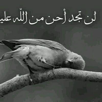 amanyhsn20's profile picture. اماني حسن