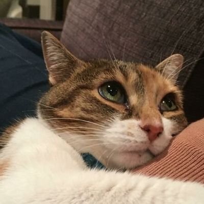 tae sa palayanさんのプロフィール画像