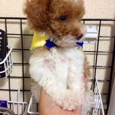 今私は肺癌のステージ4です!ここで抗がん剤を変更します!二ポルマオプチーボと言うクスリにします!もう少し頑張って👊😆🎵みます‼️