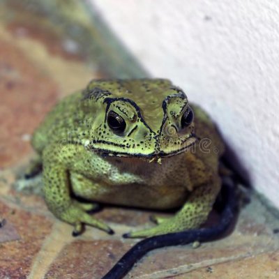 OrbsChess's profile picture. Chesscom: OrbsChess