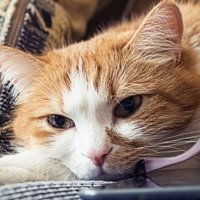 akitake (@akitake48347272) 's Twitter Profile Photo